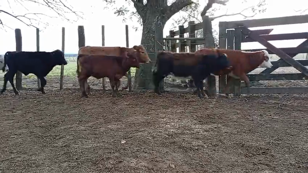 Lote 20 Terneros/as en Corrientes, Paso de Los Libres
