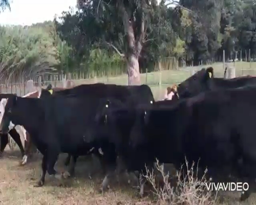 Lote 30 Vacas usadas preñadas en Chascomús, Buenos Aires