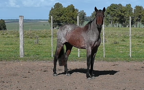 Lote HG PETACA