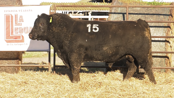 Lote TOROS ANGUS NEGROS  PC