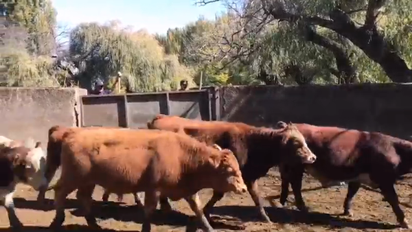 Lote 46 Ternero en Los Ángeles, VIII Región Biobío