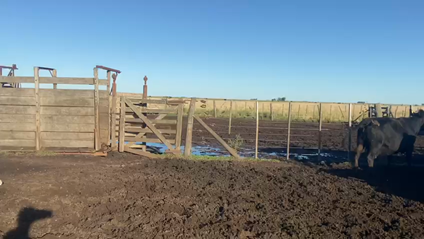 Lote 57 Vacas C/ gtia de preñez en Buenos Aires, Laprida