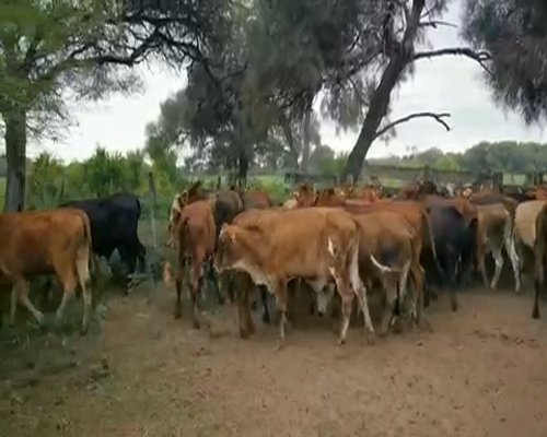 Lote 100 Novillitos en Juan José Castelli, Chaco