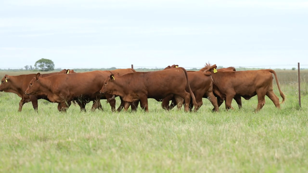 Lote Vaquilla Para Servicio