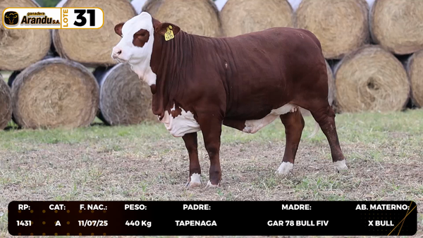 Lote LOTE 31