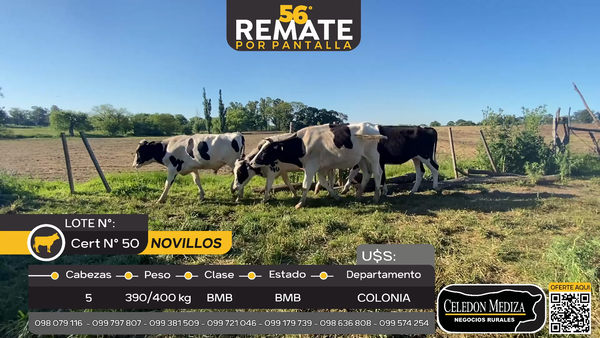 Lote 5 Novillos en La Horqueta, Colonia