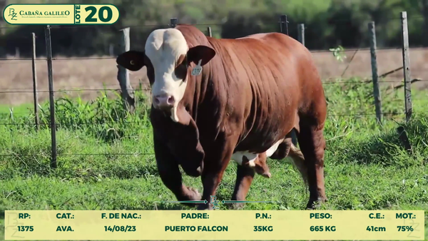 Lote LOTE 20