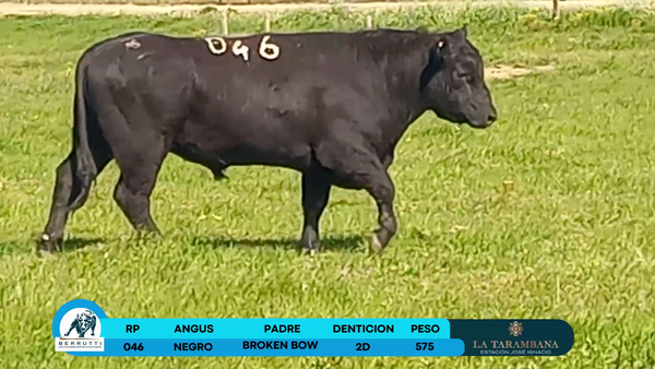 Lote Toros Angus 575kg - , Rocha
