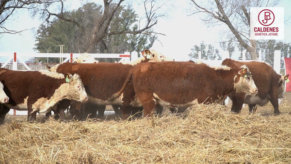 Lote 10 Vaquillonas preñadas