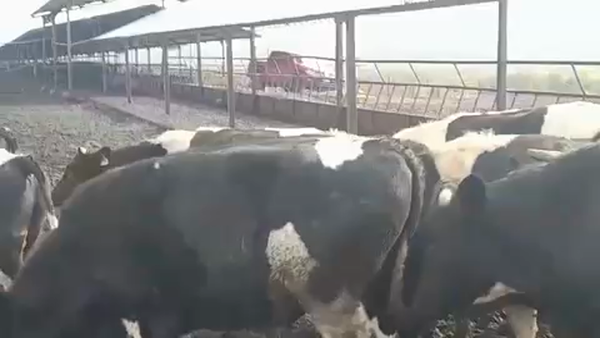 Lote 45 Novillo Gordo en Pelarco, VII  Región Maule