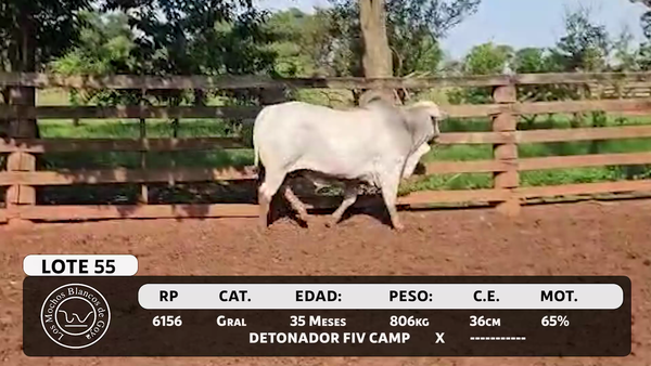 Lote LOTE 55