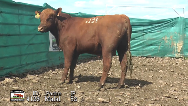 Lote Lote 5
