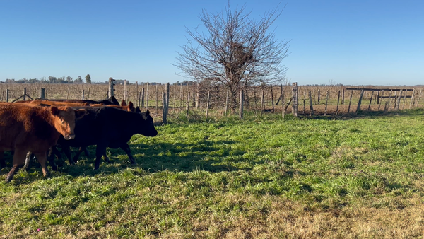 Lote 40 Vaquillonas en Buenos Aires, Navarro