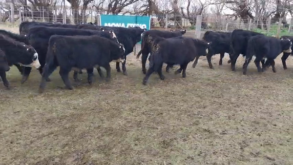 Lote 66 Novillitos y Vaquillonas en Gral. Lamadrid