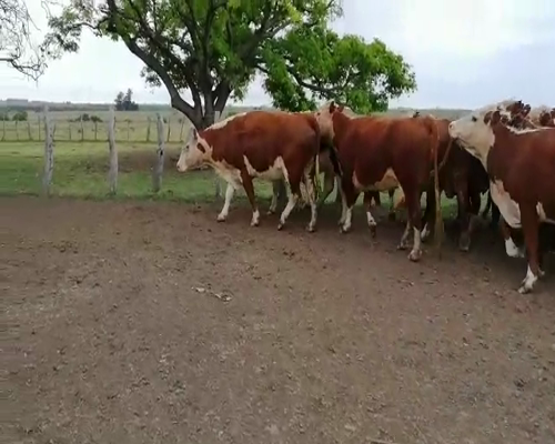 Lote 25 Vacas de invernar en Concordia, Entre Ríos