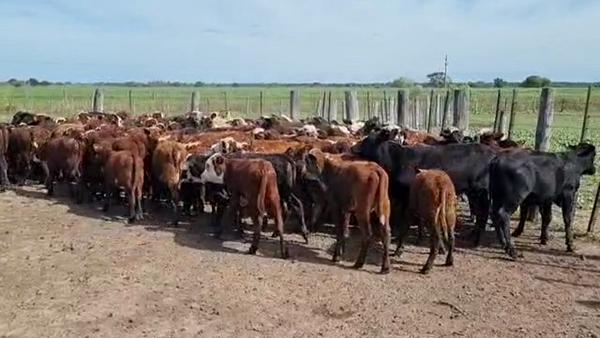 Lote 130 Terneros/as en Gral. San Martín, Chaco