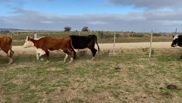 Lote Vacas de Invernada