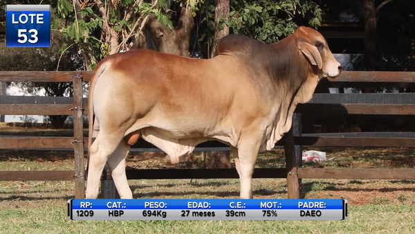 Lote TOROS BRAHMAN  -LOTE 53