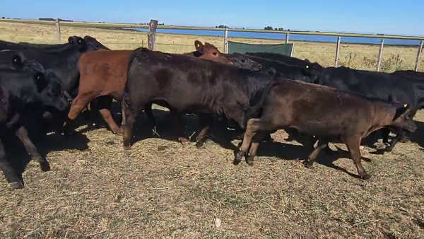 Lote 61 Terneros/as en Carhue