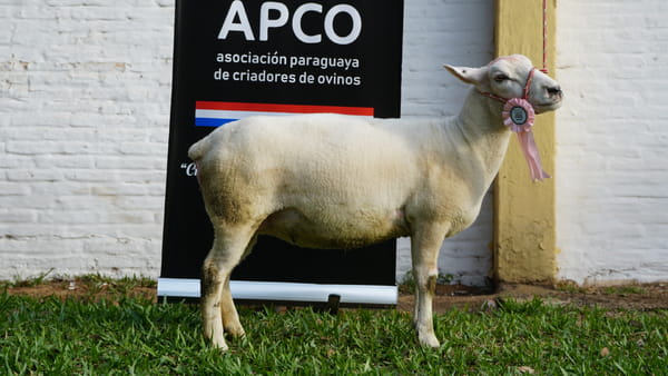 Lote Texel Expo Internacional 2022 - Lote 15