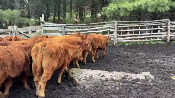 Lote 20 Ternera en Coyhaique, XI Región Aysén