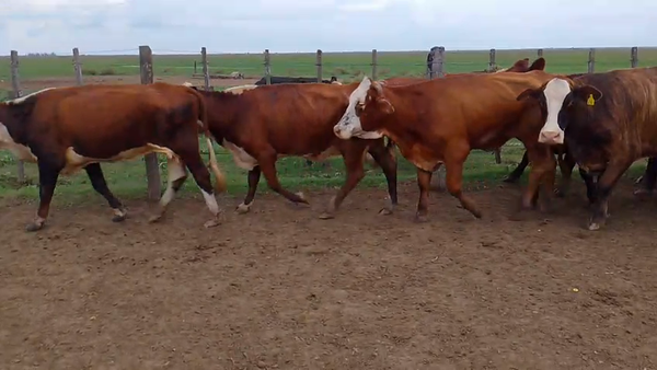 Lote 35 Vacas Conserva en Entre Ríos, Gualeguay