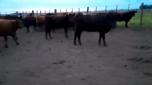 Lote 73 Terneras en Buenos Aires, Las Flores