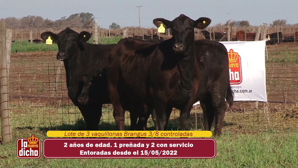 Lote VAQUILLONAS BRANGUS CABAÑA LA NUEVA DICHA