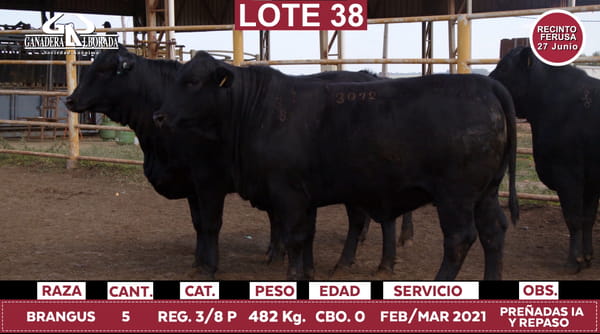 Lote Reproductores de Alborada - Lote 38