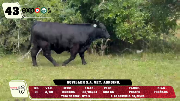 Lote LOTE 43
