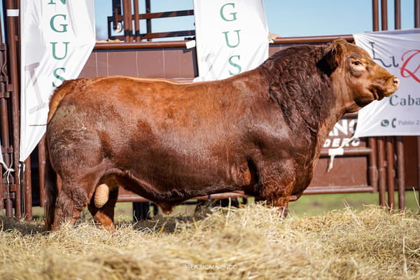 Lote TORO PP