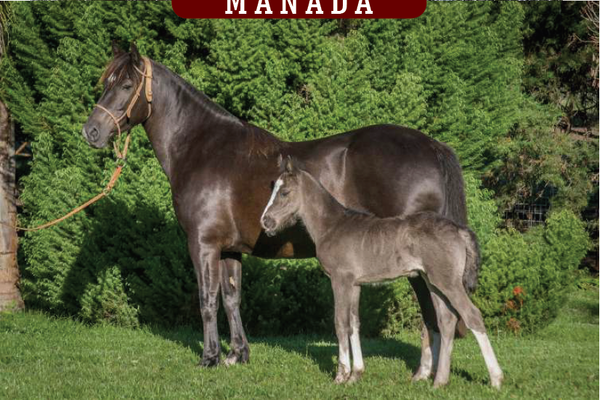 Lote YÚBELY DESCARADA