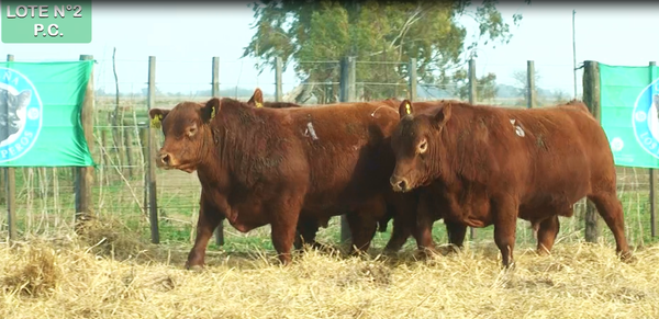 Lote TOROS PUROS CONTROLADOS