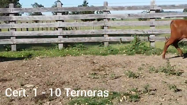 Lote TERNERAS