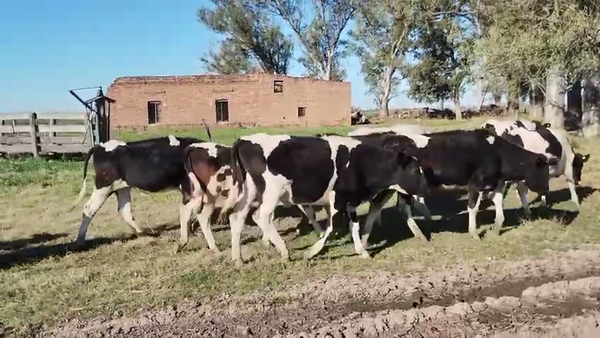 Lote 27 Novillitos Holando Argentino en Porteña, Córdoba