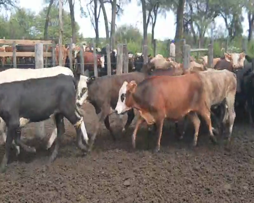 Lote 77 Vaquillonas en Quimilí, Santiago del Estero