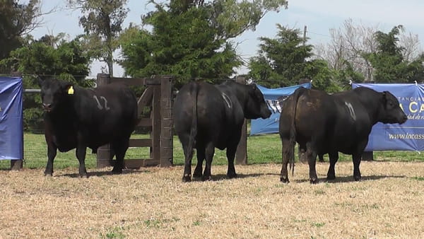 Lote TOROS ANGUS PURO CONTROLADO