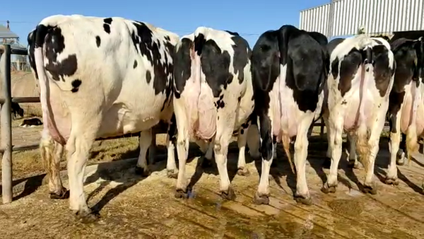 Lote Don Simon lote 5