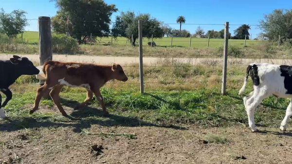 Lote TERNEROS Y TERNERAS