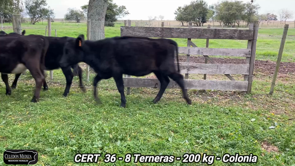 Lote 8 Terneras en Artilleros, Colonia