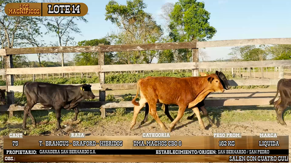 Lote LOTE 14