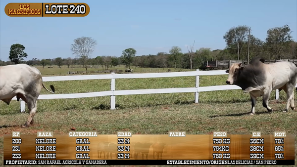 Lote LOTE 240 - VIVO