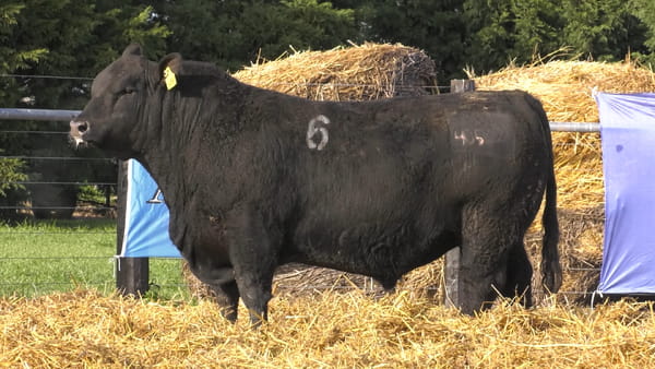 6 -  40522N — TOROS ANGUS PURO CONTROLADO