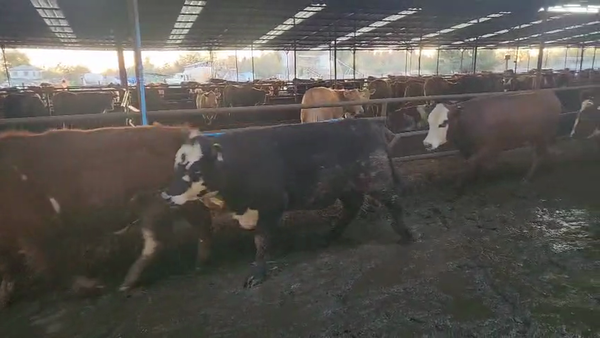 Lote 20 Novillo Gordo en Linares, VII  Región Maule