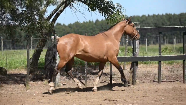 Lote EL  GAVILÁN  RATONERA