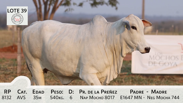 Lote LOTE 39