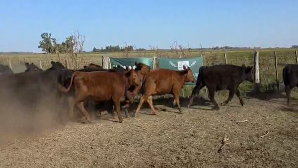 Lote 35 Terneros/as en Buenos Aires, Bolívar