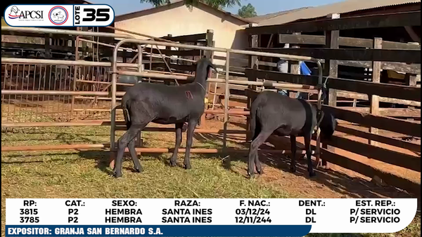 Lote LOTE 35