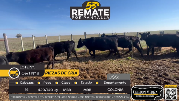 Lote 14 Piezas de cría en Otra Localidad, Colonia