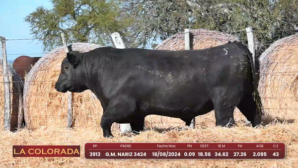 Lote Angus Morixe Negras